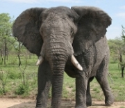 Like Gloria Steinem, I’ve found my elephant to ride . . . this article is it
